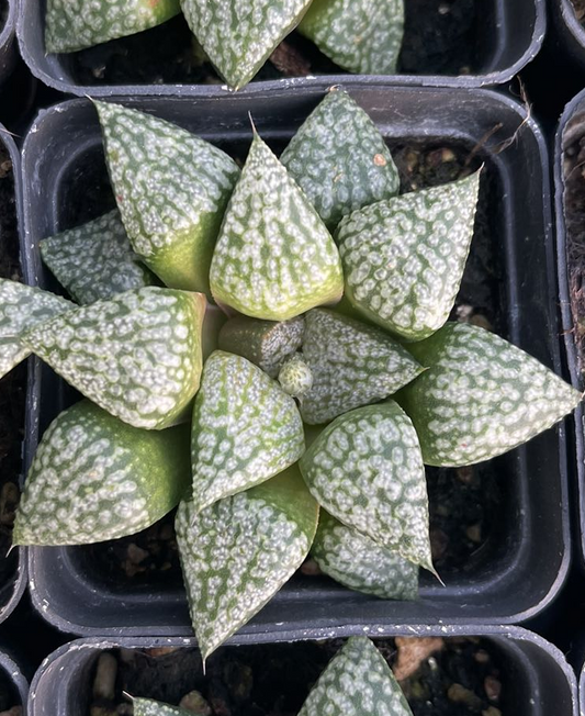 Yellow milky silver(Pot size 7cm)/Haworthia/Variegated Natural Live Plants Succulents