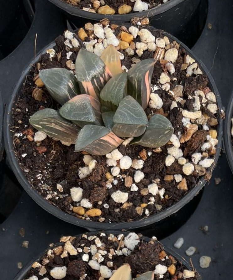 Kejin(Pot size 7cm)/Haworthia/Variegated Natural Live Plants Succulents