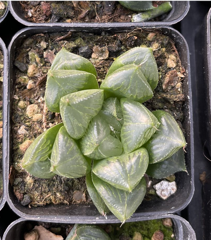 Sansenjyu(Pot size 7cm)/Haworthia/Variegated Natural Live Plants Succulents