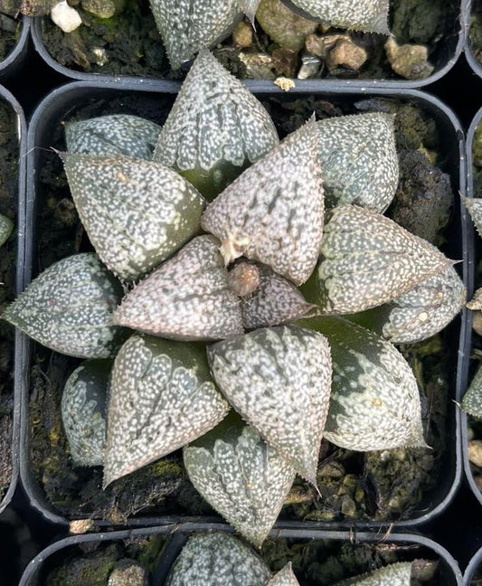 Deep sea silver(Pot size 7cm)/Haworthia/Variegated Natural Live Plants Succulents