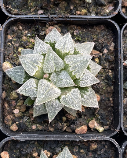 Special hair feather(Pot size 7cm)/Haworthia/Variegated Natural Live Plants Succulents