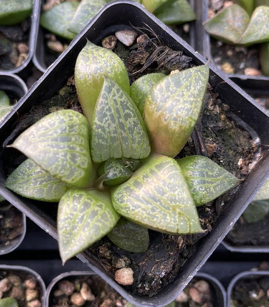 Comptoniana(Pot size 7cm)/Haworthia/Variegated Natural Live Plants Succulents