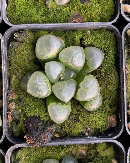 Luckycloud (Topfgröße 7 cm)/Haworthia/Bunte natürliche lebende Pflanzen, Sukkulenten