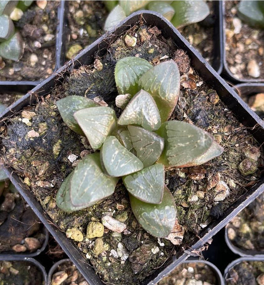Silberschildkröte (Topfgröße 7 cm)/Haworthia/Bunte natürliche lebende Pflanzen Sukkulenten