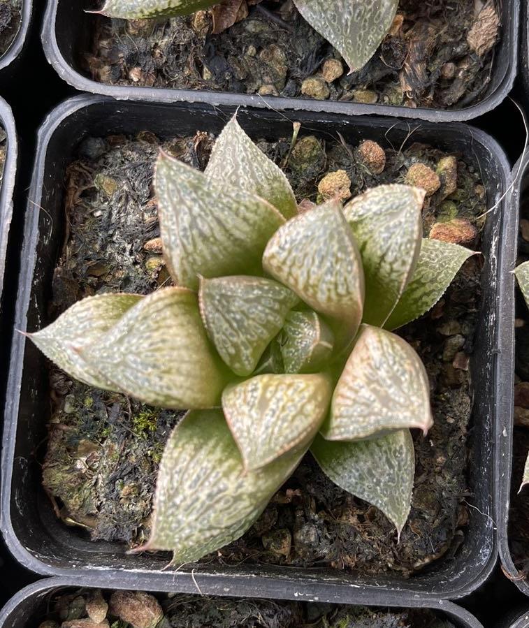 Midsu hime(Pot size 7cm)/Haworthia/Variegated Natural Live Plants Succulents