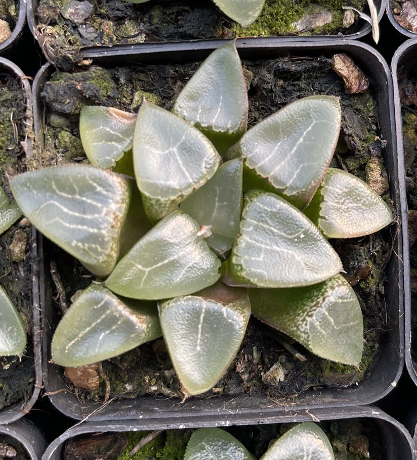 Tsukikage (Topfgröße 7 cm)/Haworthia/Bunte natürliche lebende Pflanzen Sukkulenten
