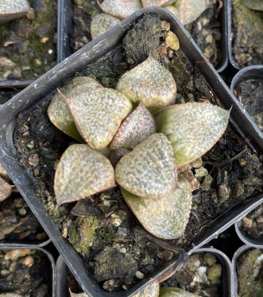 Lila Muskel (Topfgröße 7 cm)/Haworthia/Bunte natürliche lebende Pflanzen Sukkulenten
