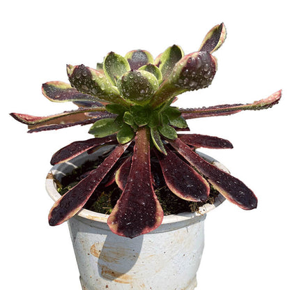 Superbang single head 10-15cm / Aeonium single head/Variegated Natural Live Plants Succulents