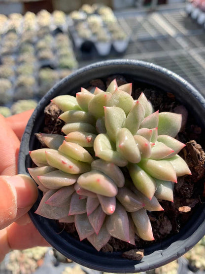 Elfenbein (Topfgröße 9 cm)/Echeveria/bunte natürliche lebende Pflanzen, Sukkulenten