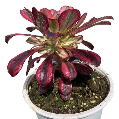 Chanel-Einzelkopf 10–15 cm/Aeonium-Einzelkopf/Variegated Natural Live Plants Succulents