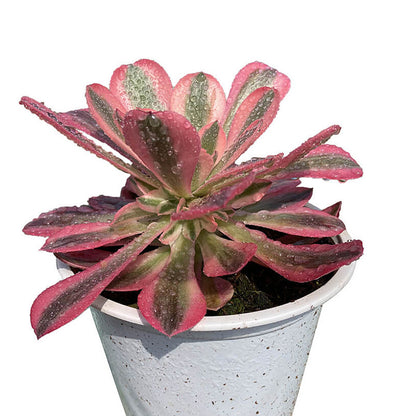 Pink Witch single head 10-15cm / Aeonium single head/Variegated Natural Live Plants Succulents