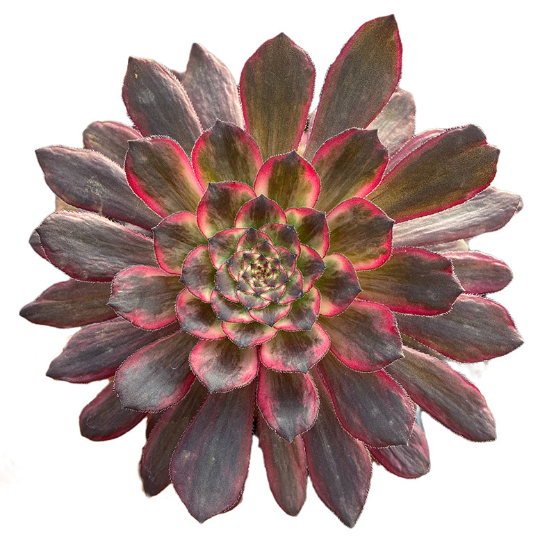 Purple Cloud Einzelkopf 10–15 cm/Aeonium Einzelkopf/Bunte natürliche lebende Pflanzen Sukkulenten