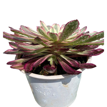 Scarlett Ink single head 10-15cm / Aeonium single head/Variegated Natural Live Plants Succulents