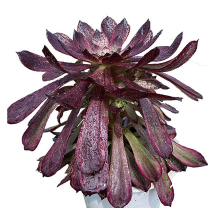 Schwarzer Pfingstrosen-Einzelkopf 10–15 cm/Aeonium-Einzelkopf/bunte natürliche lebende Pflanzen, Sukkulenten