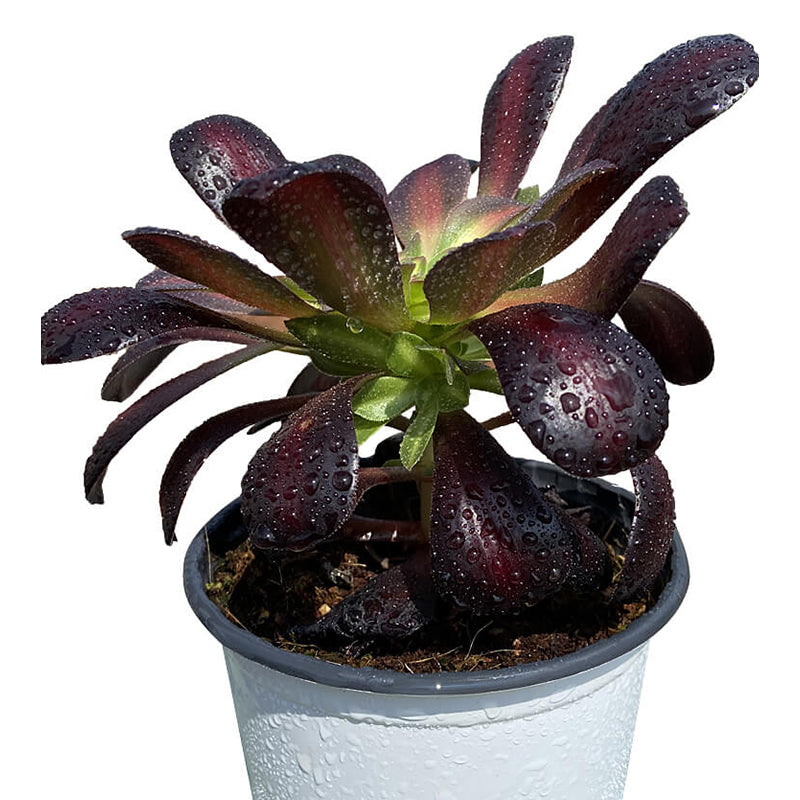 Kilimanjaro single head 10-15cm / Aeonium single head/Variegated Natural Live Plants Succulents
