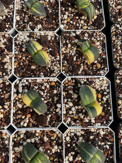 Variegata (Topfgröße 7 cm)/Haworthia/Bunte natürliche lebende Pflanzen Sukkulenten