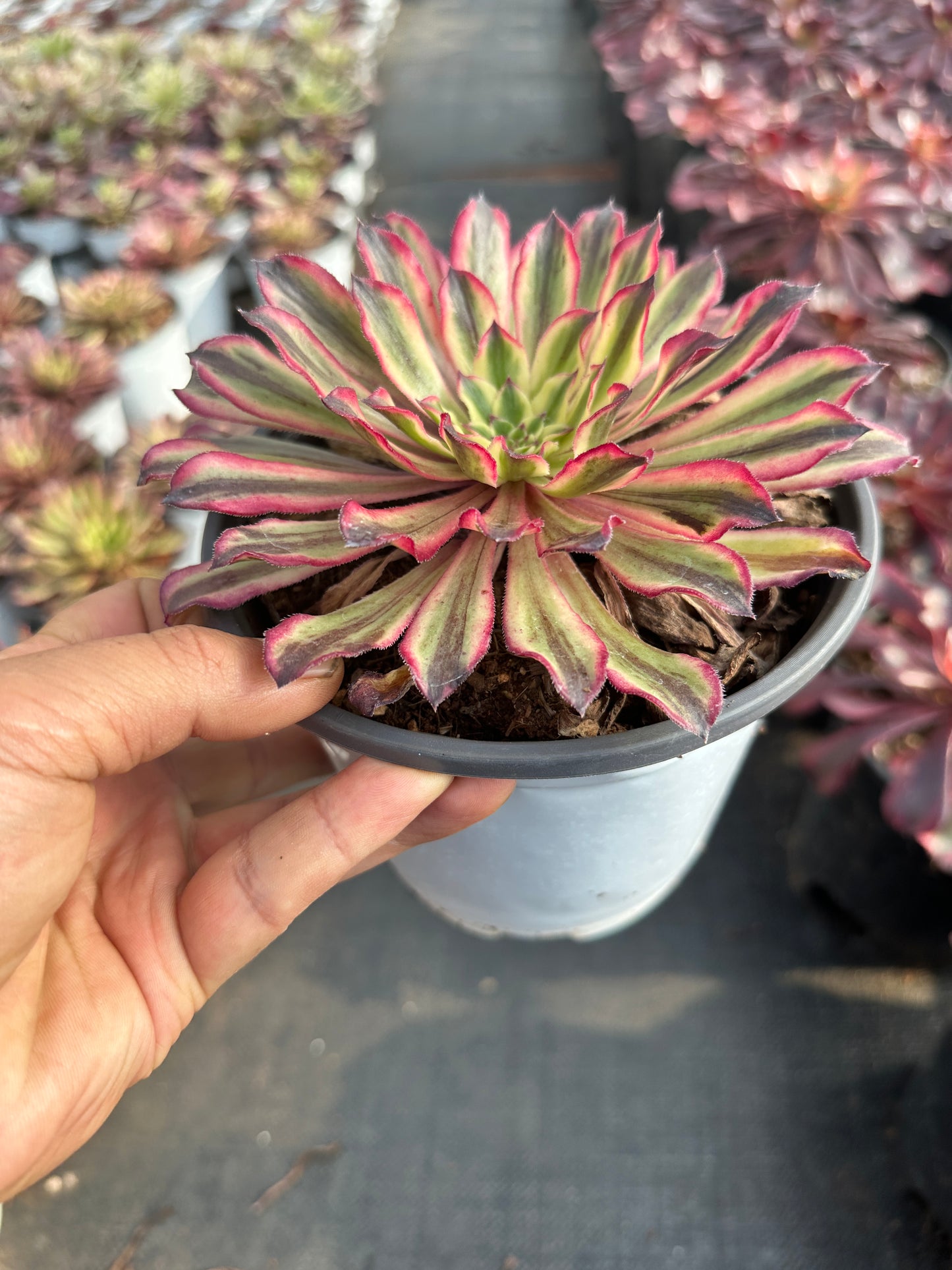 Ink Danqing single head 10-15cm / Aeonium single head/Variegated Natural Live Plants Succulents