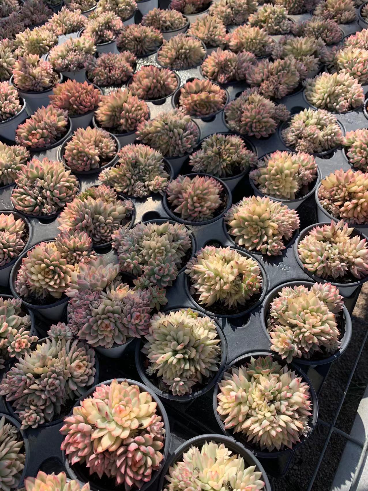 Mebina (Topfgröße 9 cm)/Echeveria/Bunte natürliche lebende Pflanzen Sukkulenten