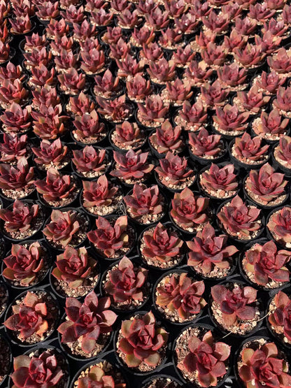 Rote Rose (Topfgröße 5,5 cm)/Echeveria/bunte natürliche lebende Pflanzen, Sukkulenten