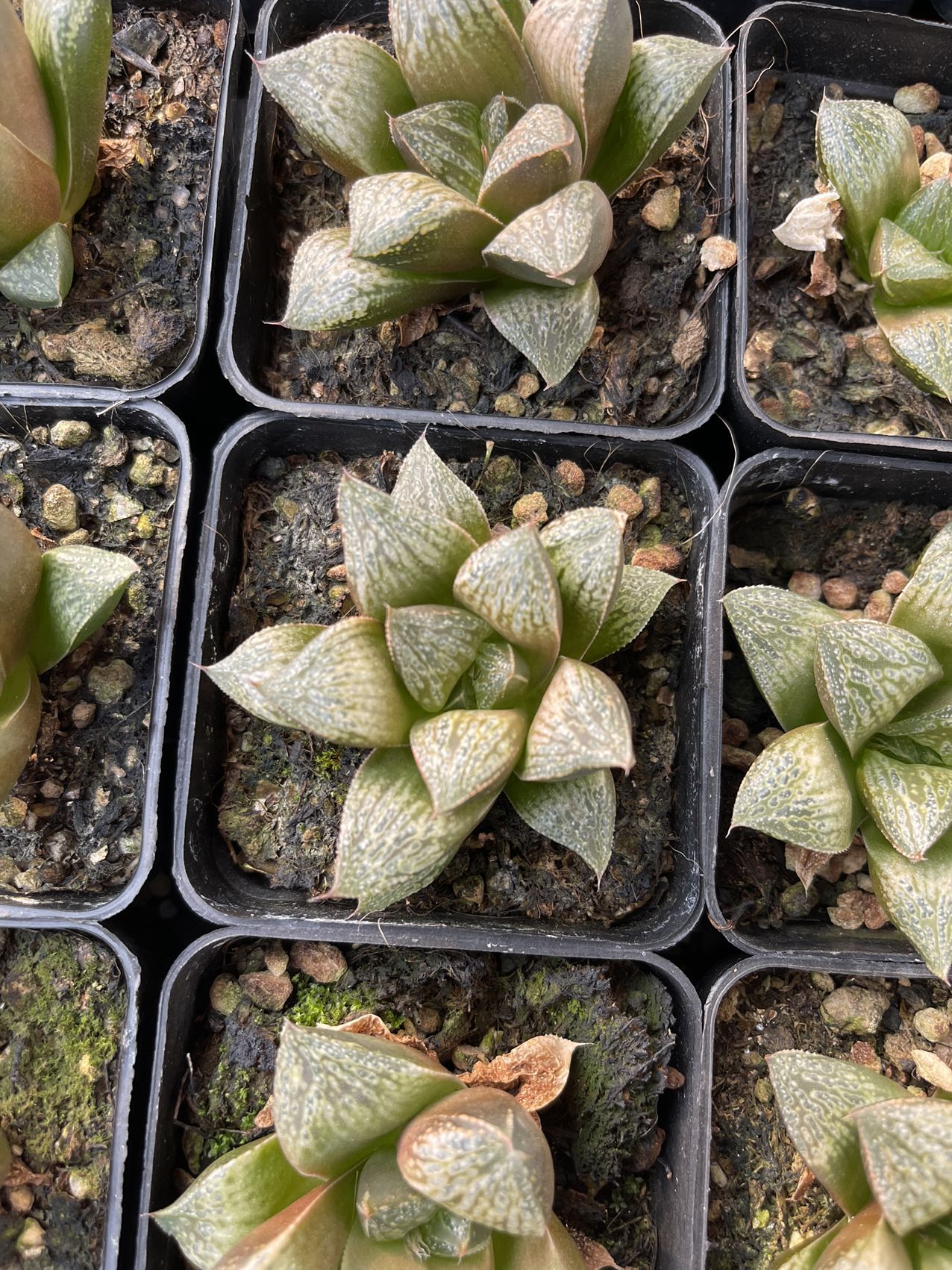Midsu hime(Pot size 7cm)/Haworthia/Variegated Natural Live Plants Succulents