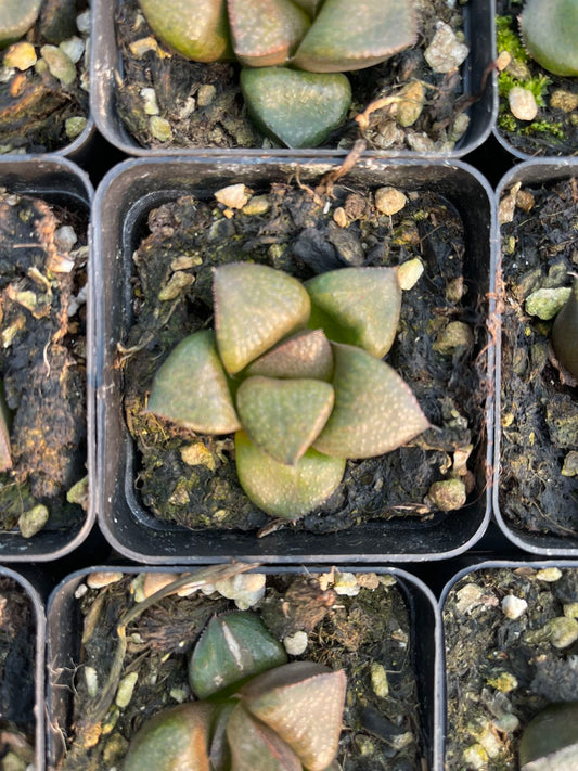 Matcha-Grünkrabbe (Topfgröße 7 cm)/Haworthia/Variegated Natural Live Plants Succulents