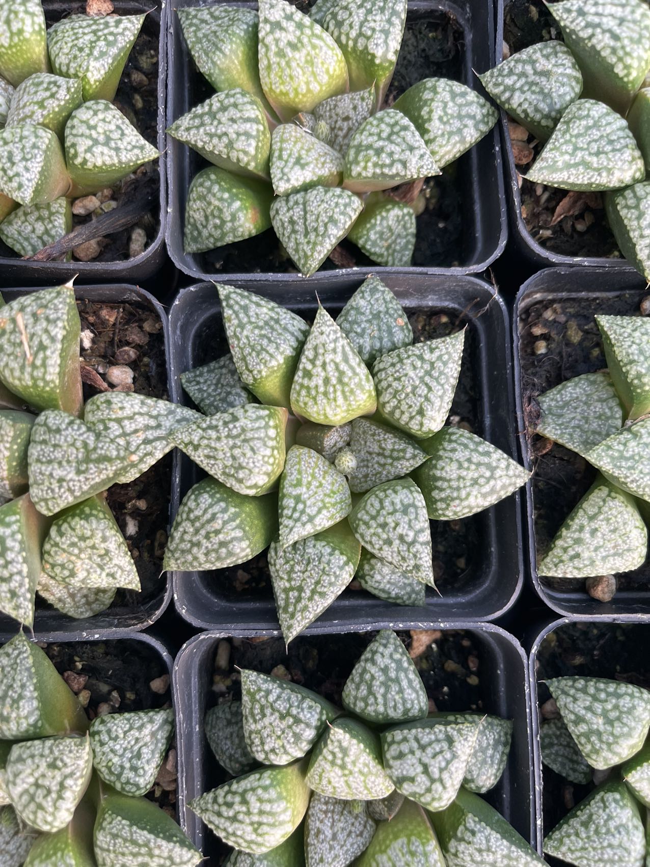 Gelbes milchiges Silber (Topfgröße 7 cm)/Haworthia/Variegated Natural Live Plants Succulents