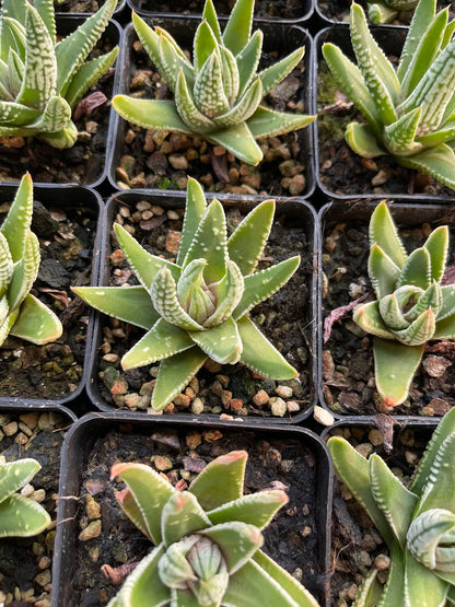 Emperor(Pot size 7cm)/Haworthia/Variegated Natural Live Plants Succulents