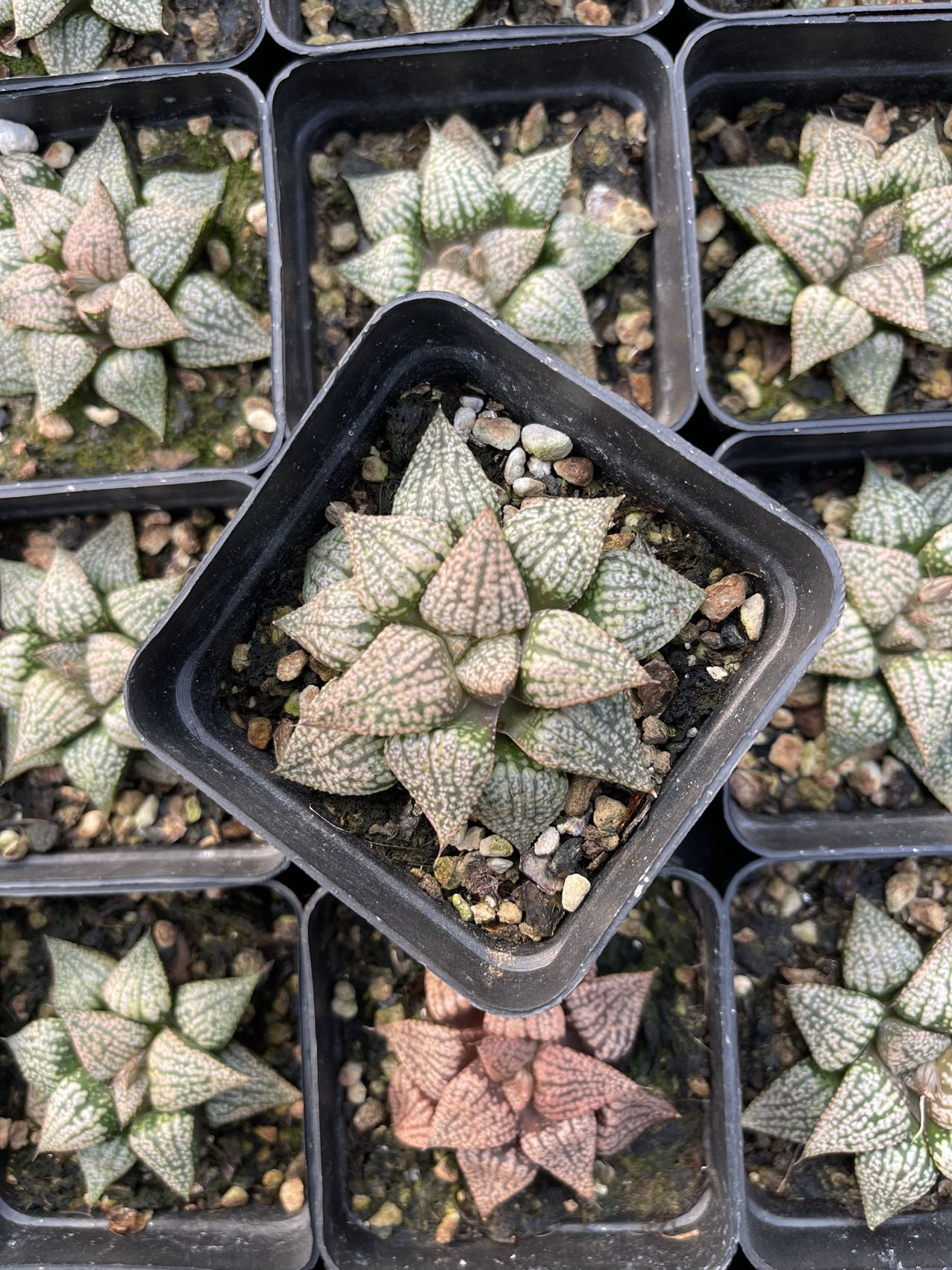 Pearls and silver(Pot size 7cm)/Haworthia/Variegated Natural Live Plants Succulents