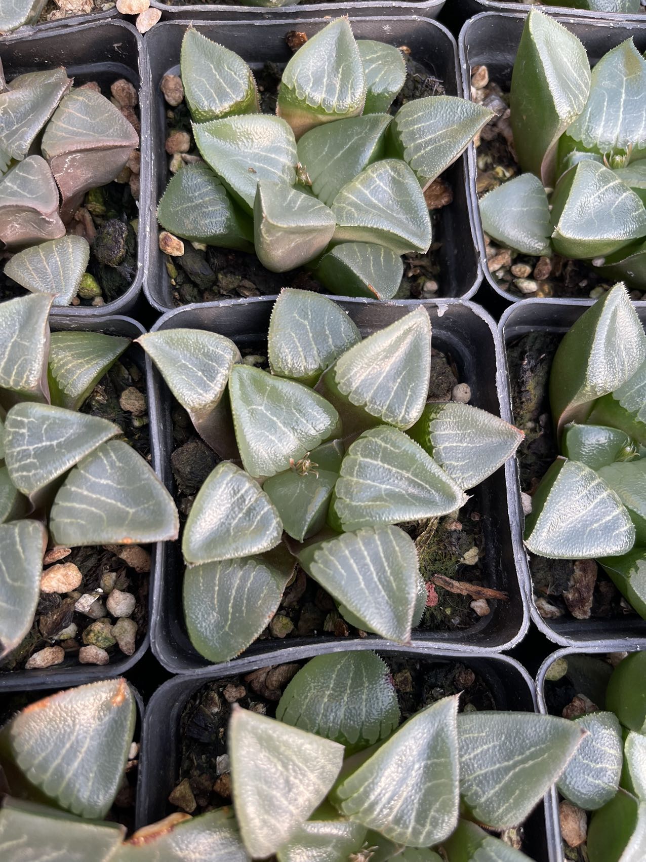 Shadow hybridization(Pot size 7cm)/Haworthia/Variegated Natural Live Plants Succulents