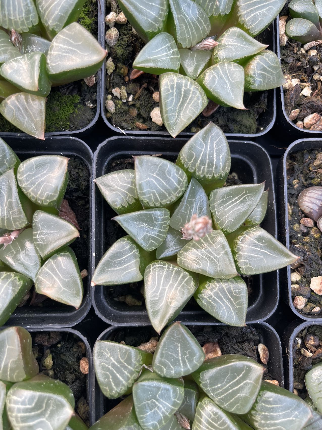 Hankage(Pot size 7cm)/Haworthia/Variegated Natural Live Plants Succulents