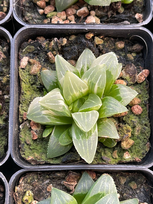 Heidelbergensis(Pot size 7cm)/Haworthia/Variegated Natural Live Plants Succulents