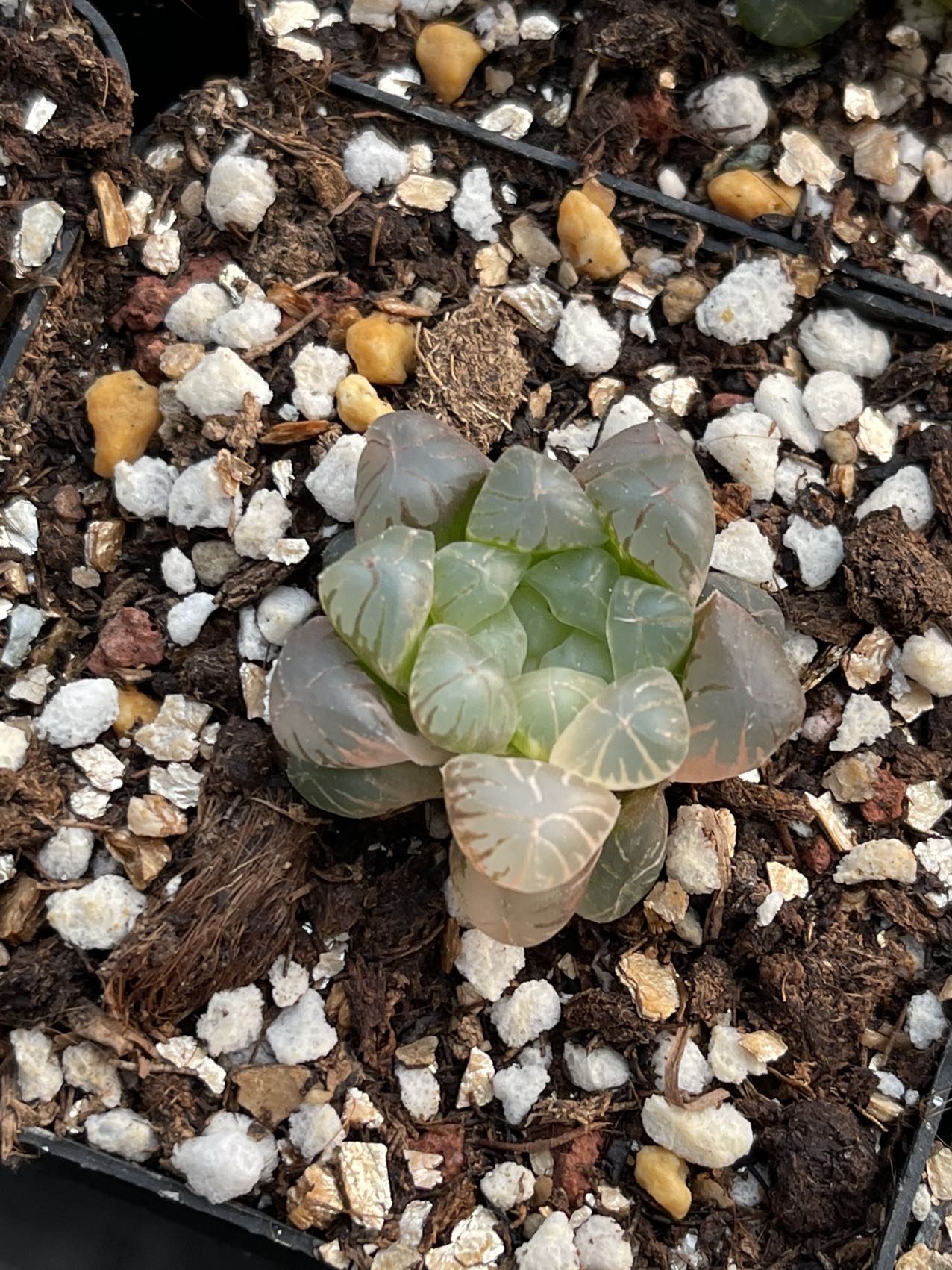 Truncata (Topfgröße 7 cm)/Haworthia/Bunte natürliche lebende Pflanzen Sukkulenten