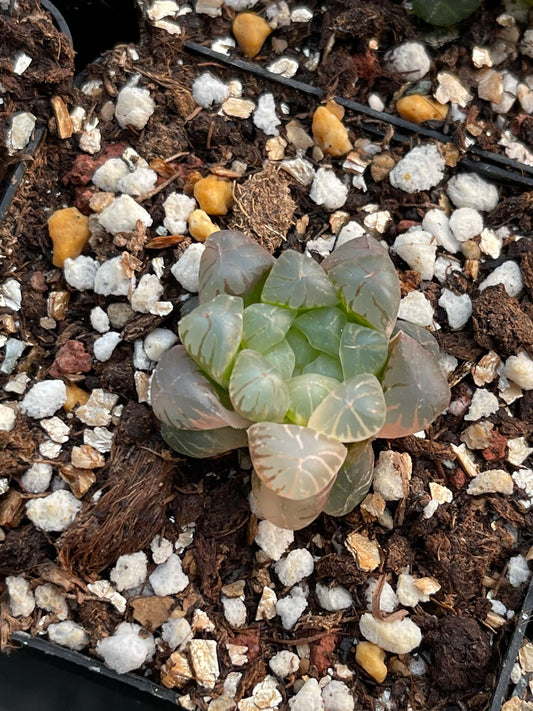 Truncata(Pot size 7cm)/Haworthia/Variegated Natural Live Plants Succulents