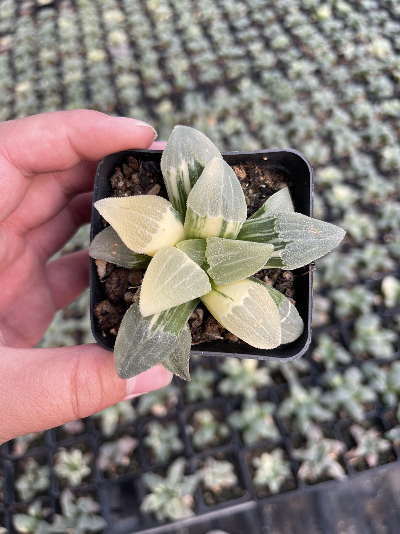 Pygmaea (Topfgröße 7 cm)/Haworthia/Bunte natürliche lebende Pflanzen Sukkulenten