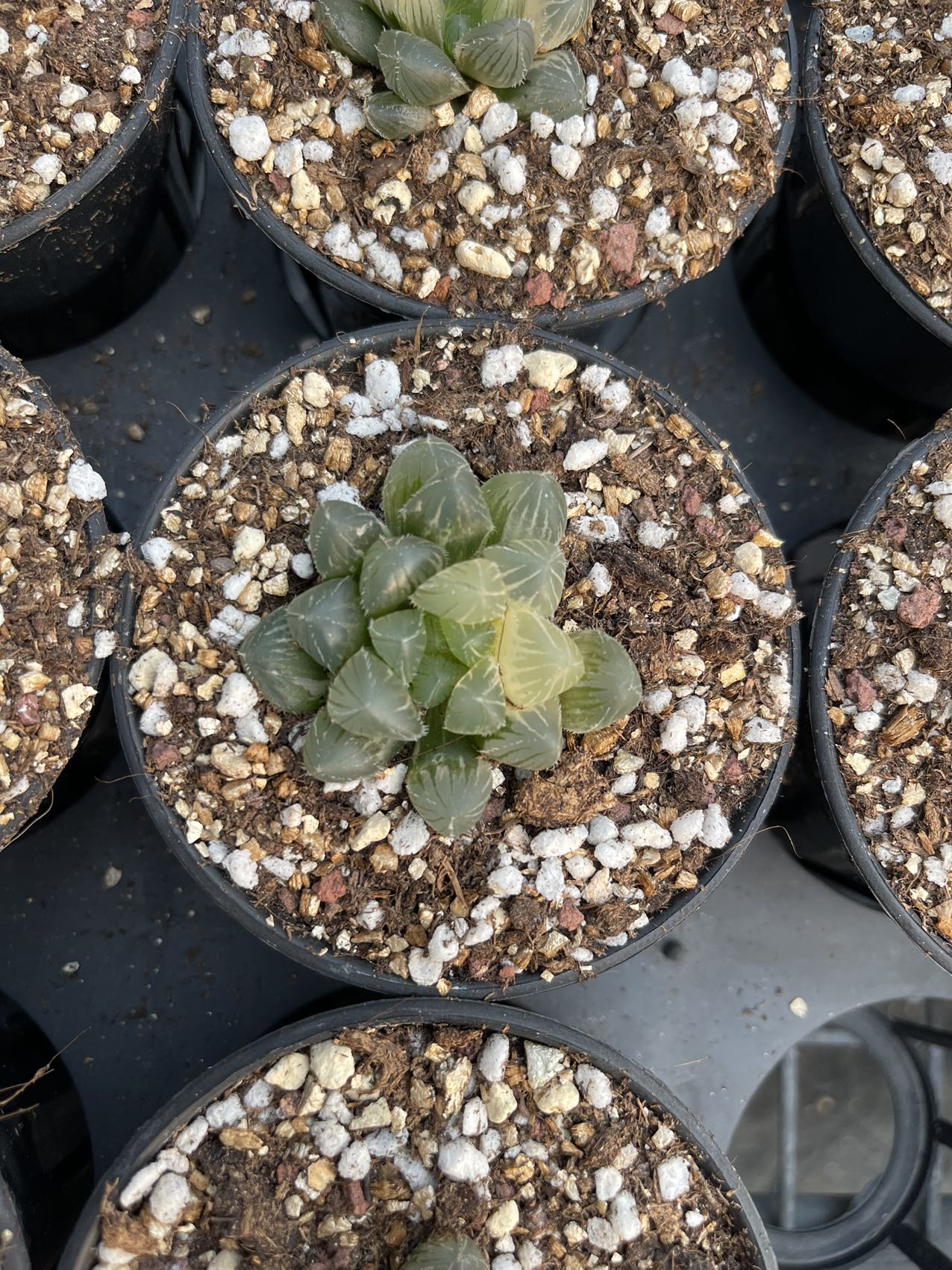 Roter Fadenbrokat (Topfgröße 7 cm)/Haworthia/Variegated Natural Live Plants Succulents