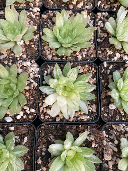 Ice fox brocade(Pot size 7cm)/Haworthia/Variegated Natural Live Plants Succulents