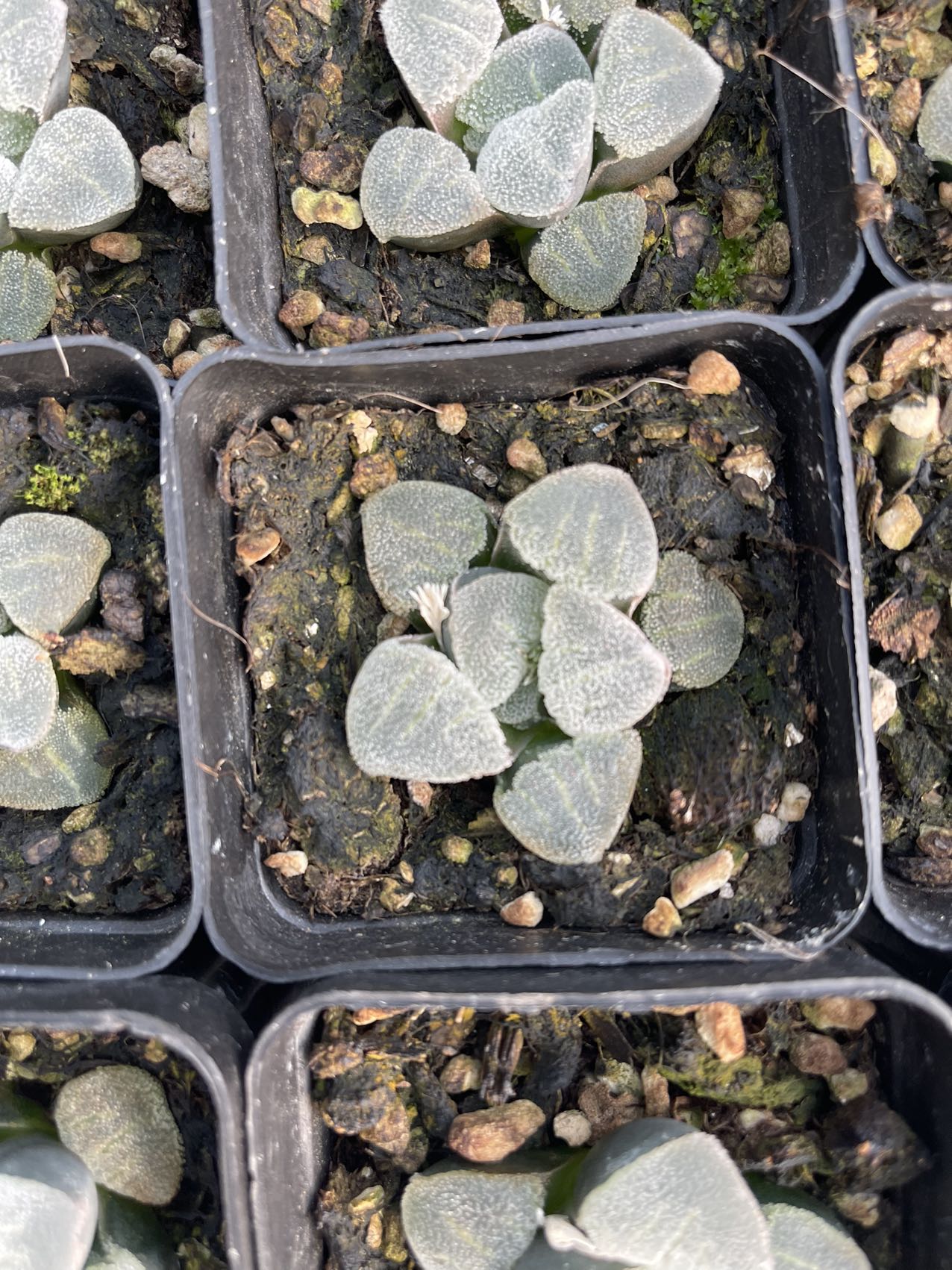 Seladon (Topfgröße 7 cm)/Haworthia/bunte natürliche lebende Pflanzen, Sukkulenten