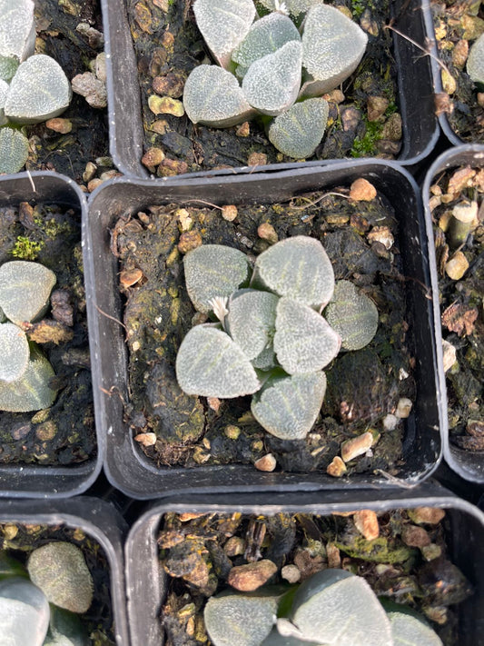 Seladon (Topfgröße 7 cm)/Haworthia/bunte natürliche lebende Pflanzen, Sukkulenten