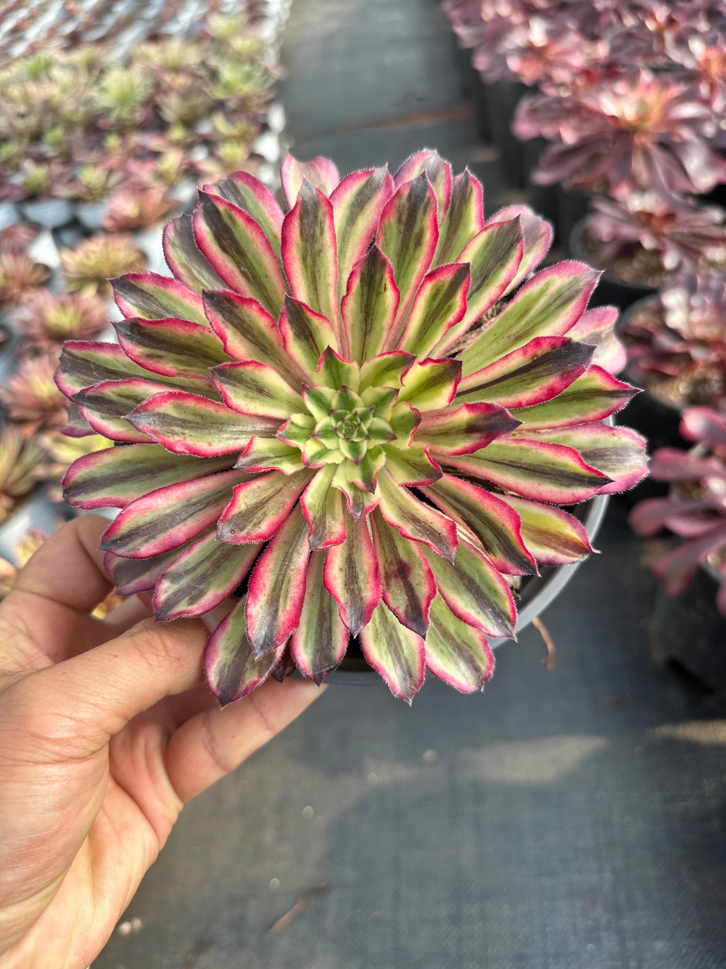 Ink Danqing single head 10-15cm / Aeonium single head/Variegated Natural Live Plants Succulents