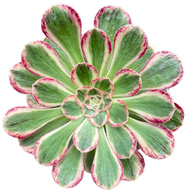 Der V-Einzelkopf 10–15 cm/Aeonium-Einzelkopf/Bunte, natürliche, lebende Pflanzen, Sukkulenten