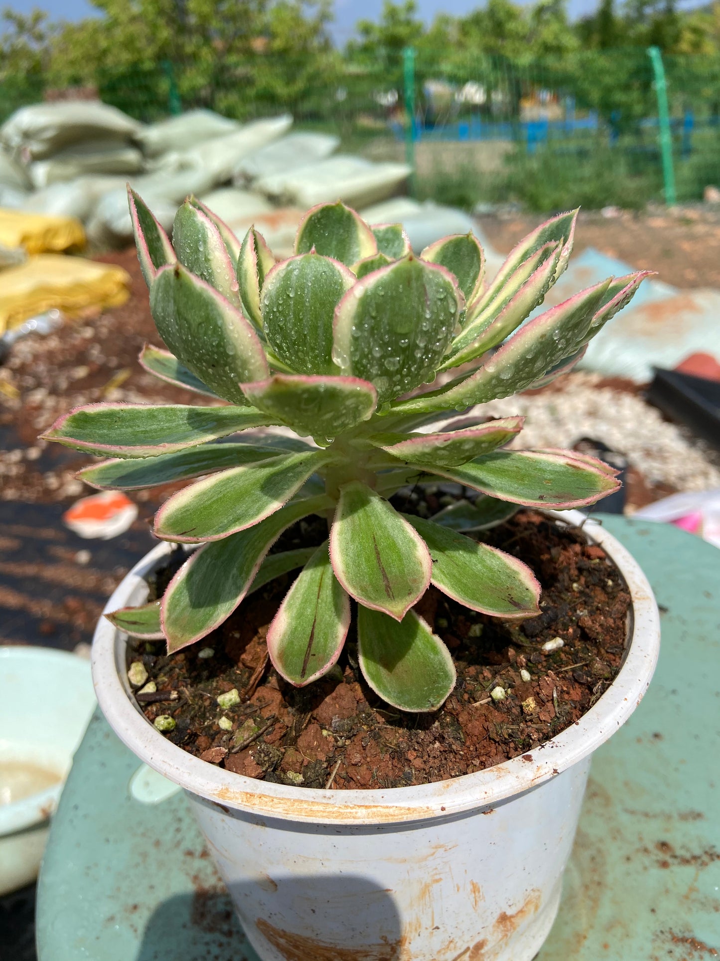 Green Rose single head 10-15cm / Aeonium single head/Variegated Natural Live Plants Succulents