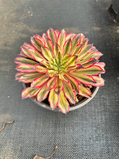 Ink Danqing single head 10-15cm / Aeonium single head/Variegated Natural Live Plants Succulents