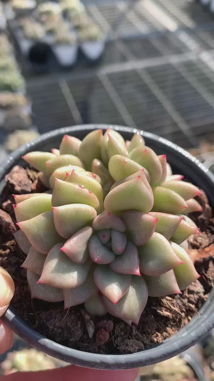 Elfenbein (Topfgröße 9 cm)/Echeveria/bunte natürliche lebende Pflanzen, Sukkulenten