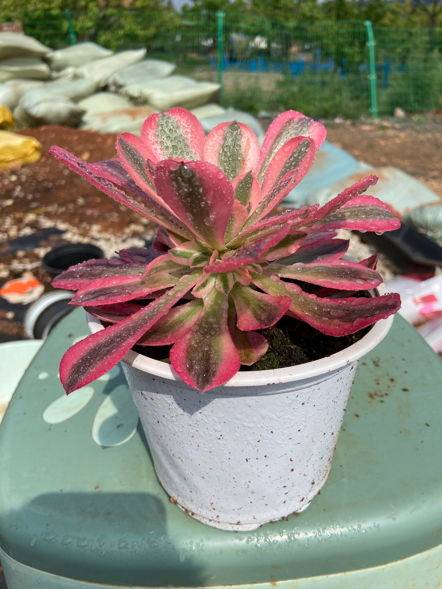 Pink Witch single head 10-15cm / Aeonium single head/Variegated Natural Live Plants Succulents