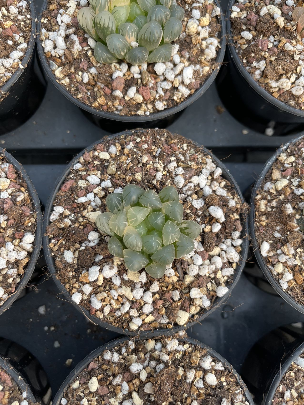 OB(Pot size 7cm)/Haworthia/Variegated Natural Live Plants Succulents